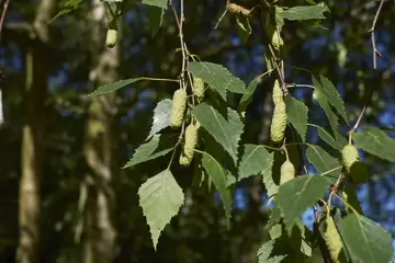 Betula pendula Ruwe berk - afbeelding 2