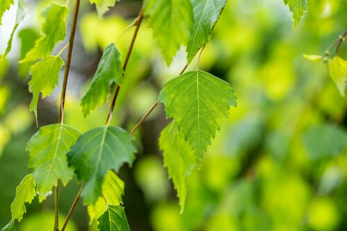Betula pendula Youngii - afbeelding 1