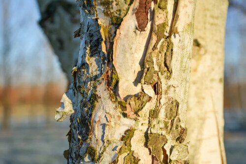 Betula utilis 'Jacquemontii' - Driestamige boom - afbeelding 2