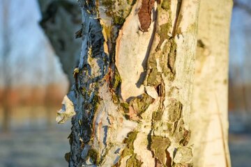 Betula utilis 'Jacquemontii' - Driestamige boom - afbeelding 2