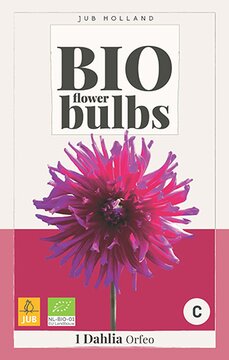Bio Dahlia Orfeo