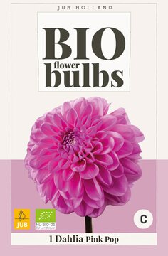 Bio Dahlia Pink Pop