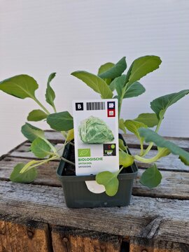 Bio Spitskool Sixpack - afbeelding 1