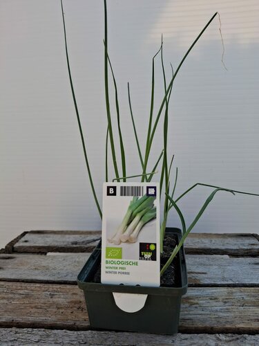 Biologisch Winter Prei Sixpack - afbeelding 1