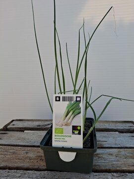 Biologisch Winter Prei Sixpack - afbeelding 1