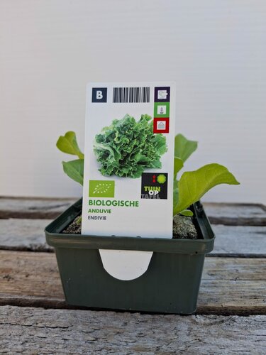 Biologische Andijvie Sixpack - afbeelding 1