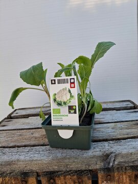 Biologische Bloemkool Sixpack - afbeelding 1