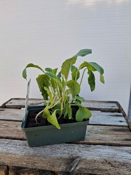 Biologische Bloemkool Sixpack - afbeelding 2
