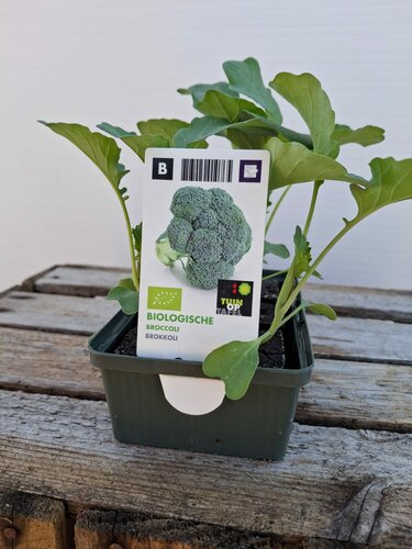 Biologische Brocoli Sixpack - afbeelding 1