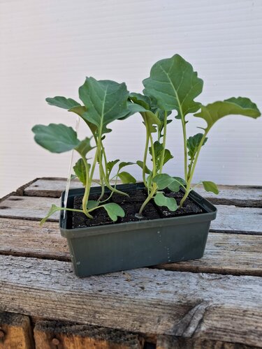Biologische Brocoli Sixpack - afbeelding 2