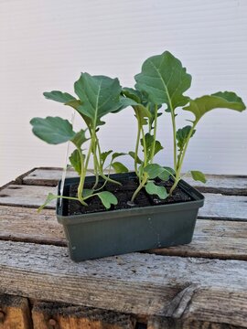 Biologische Brocoli Sixpack - afbeelding 2