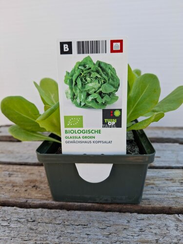 Biologische Kropsla Groen Sixpack - afbeelding 1