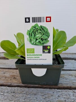 Biologische Kropsla Groen Sixpack - afbeelding 1