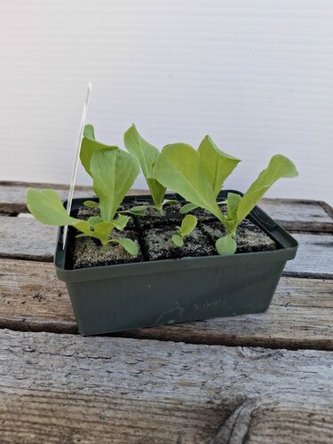 Biologische Kropsla Groen Sixpack - afbeelding 2