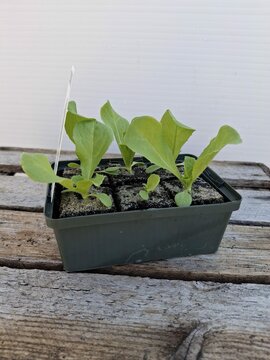 Biologische Kropsla Groen Sixpack - afbeelding 2