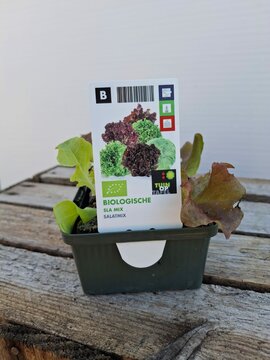 Biologische Sla Mix Sixpack - afbeelding 1