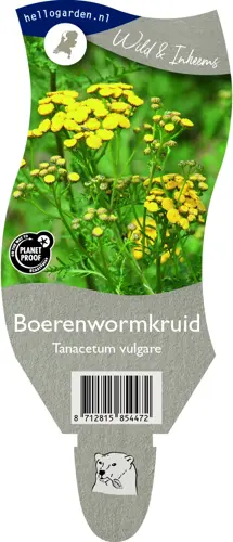 Boerenwormkruid