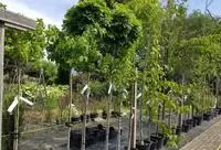 Bomen