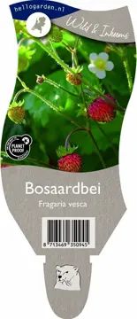 Bosaardbei