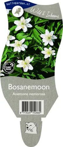 Bosanemoon