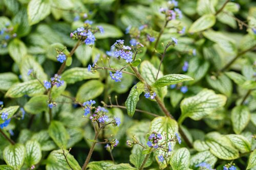 Brunnera macr. 'Silver Heart' - afbeelding 2