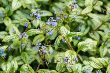 Brunnera macr. 'Silver Heart' - afbeelding 2