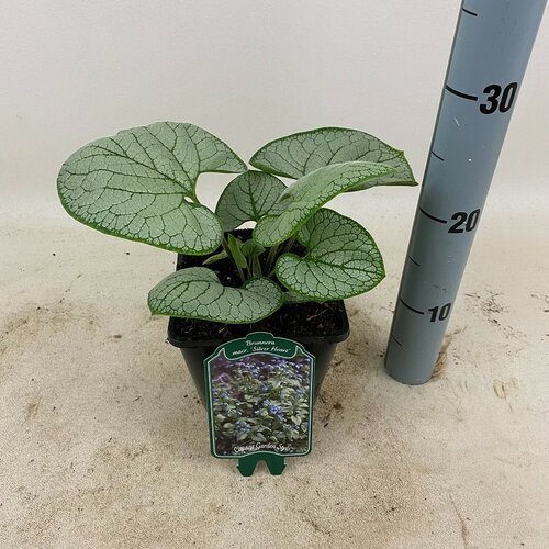 Brunnera macr. 'Silver Heart' - afbeelding 1