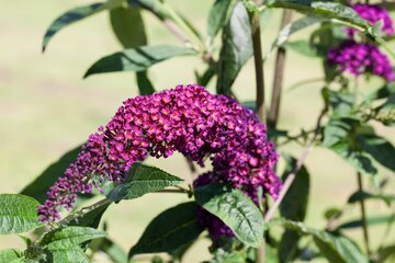 Buddleja dav. 'Royal Red' - afbeelding 1