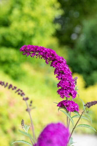 Buddleja dav. 'Royal Red' - afbeelding 2