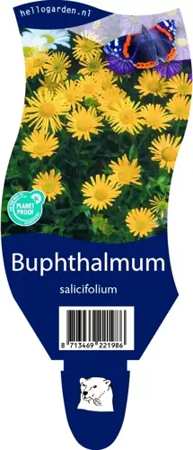 Buphthalmum salicifolium