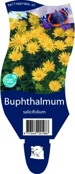 Buphthalmum salicifolium