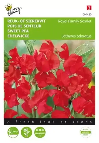 Buzzy® Lathyrus, Reuk- of siererwt Royal Family Scarlet