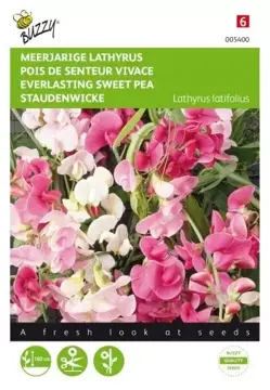 Buzzy® Lathyrus, Sier- of Reukerwt meerjarig