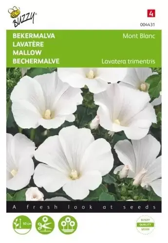 Buzzy® Lavatera, Bekermalva Mont Blanc