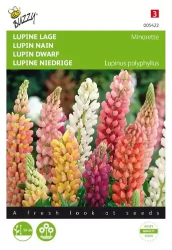 Buzzy® Lupinus, lage Lupine Minarette