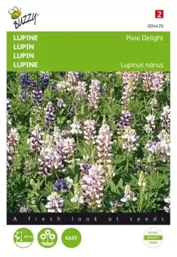 Buzzy® Lupinus, Lupine Pixie Delight gemengd