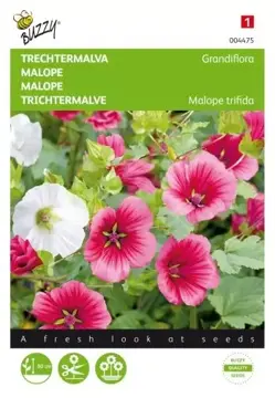 Buzzy® Malope, Trechtermalva Grandiflora gemengd