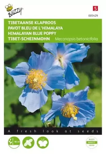 Buzzy® Meconopsis, Tibetaanse Klaproos blauw