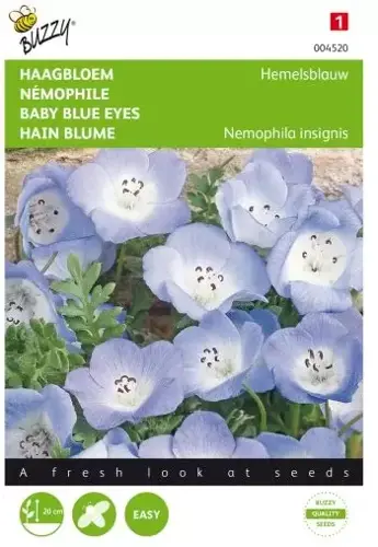 Buzzy® Nemophila, Haagbloem Hemelsblauw