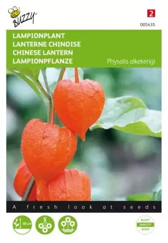 Buzzy® Physalis, Lampionplant