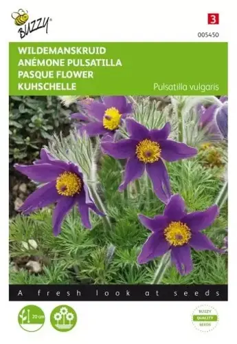 Buzzy® Pulsatilla, Wildemanskruid