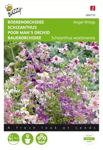 Buzzy® Schizanthus, Boerenorchidee Angel Wings