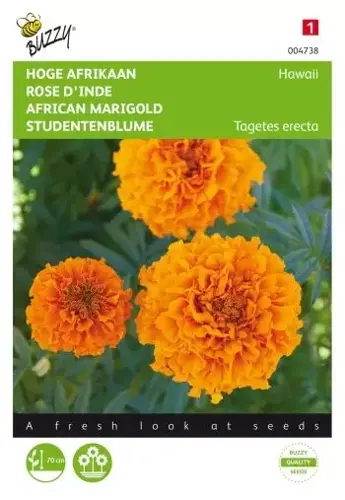 Buzzy® Tagetes, hoge Afrikaan Hawaii oranje