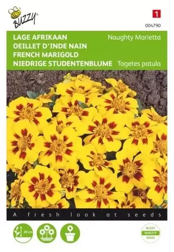 Buzzy® Tagetes, lage Afrikaan Naughty Marietta