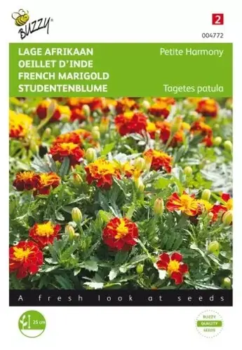 Buzzy® Tagetes, lage Afrikaan Petite Harmony