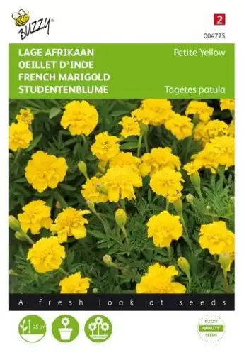 Buzzy® Tagetes, lage Afrikaan Petite Yellow