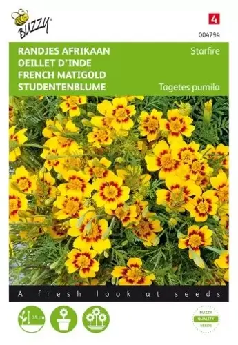 Buzzy® Tagetes, randjes Afrikaan Starfire