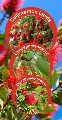 Callistemon laevis