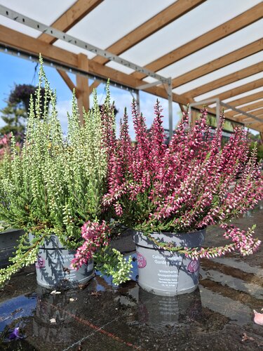 Calluna v. Garden Girls - afbeelding 1