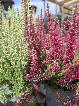 Calluna v. Garden Girls - afbeelding 2